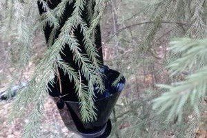 Насекомые-вредители продолжают атаковать уральские леса