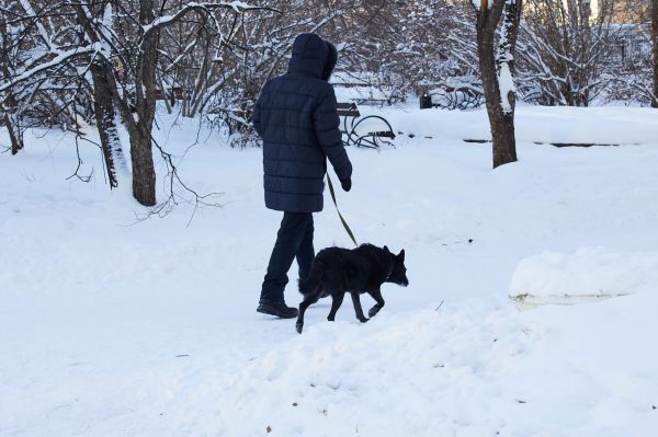 На Среднем Урале предложили ввести бесплатную стерилизацию домашних животных