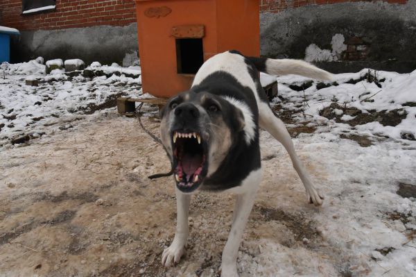 Под Екатеринбургом алабаи напали на прохожего и его собаку