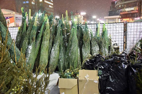 За пять лет спрос на живые новогодние елки упал в  два раза