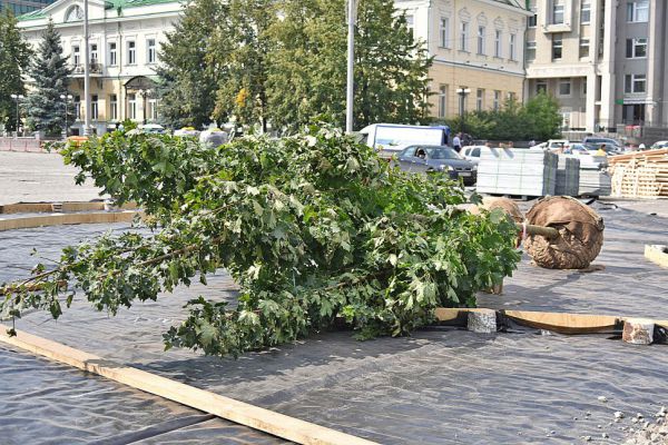 Екатеринбуржцу выплатят 270 тысяч рублей за ремонт автомобиля, поврежденного  упавшими ветками