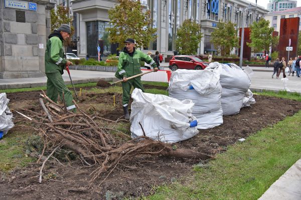 Новые голубые ели у здания екатеринбургской ратуши высадят уже завтра