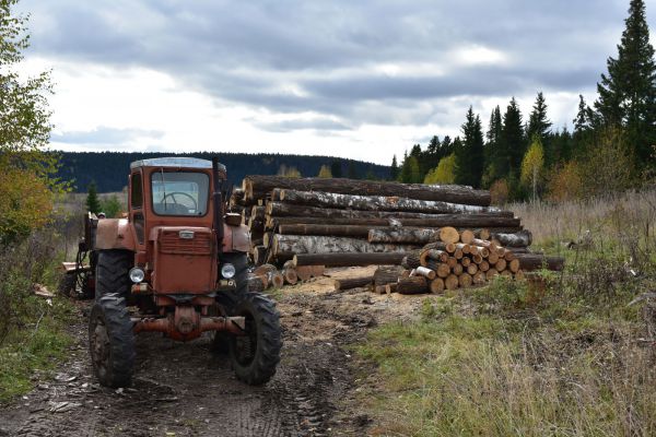 Более 2,5 тысяч кубометров свердловской березы отправили во Вьетнам