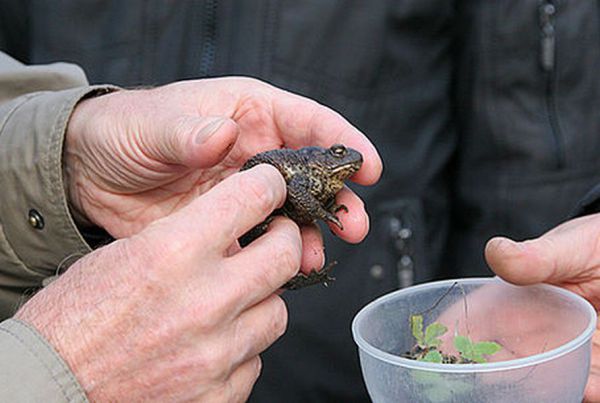 Герпетологи семи стран мира посетили гигантскую ловушку для лягушек