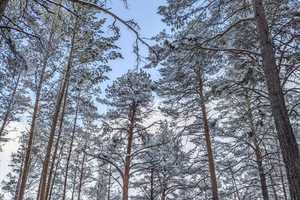 В городских лесах Каменска-Уральского обнаружено пять свалок