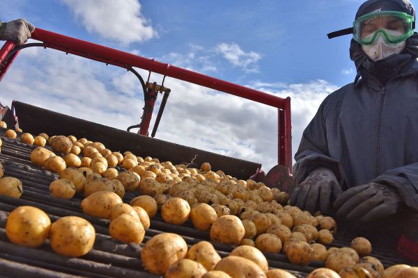 Свердловские аграрии собрали почти 260 тысяч тонн картофеля