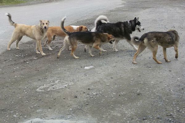Местные власти заплатят 20 тысяч рублей свердловчанке, пострадавшей от бездомных собак