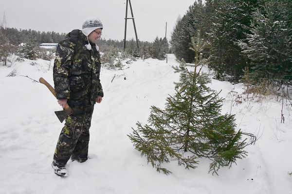 Рассказываем, как можно законно срубить хвойную красавицу