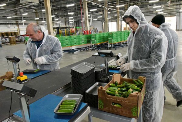 В Екатеринбурге эксперты расскажут о  новых технологиях выращивания ягод и овощей
