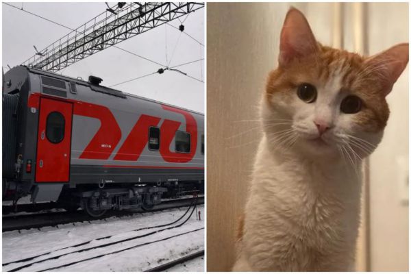 Проводницу, которая выбросила кота Твикса из поезда, отстранили от работы