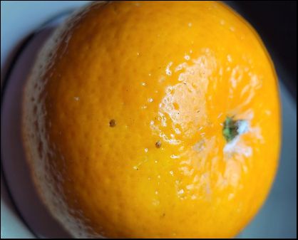 5 тонн марокканских мандаринов проверили на вредителя в Свердловской области