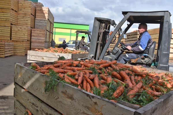 Свердловские аграрии приступили к уборке овощей