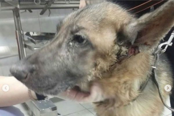 Гной из глаз и ушей: волонтеры спасают собаку неблагополучного хозяина