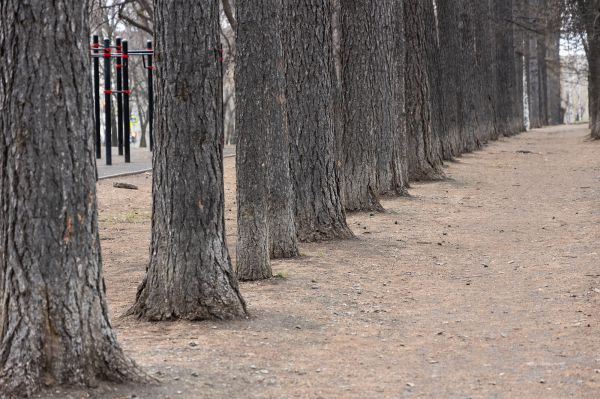 В Екатеринбурге неизвестные вырубили деревья в парке на Метеогорке