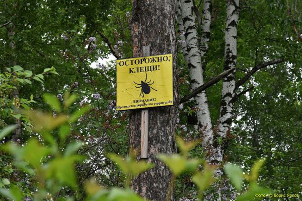На Среднем Урале клещи продолжают нападать на людей