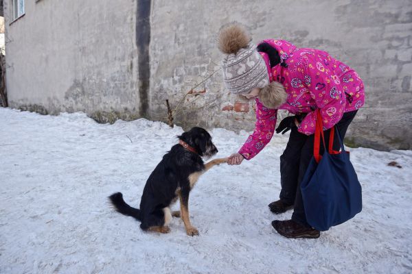 В Невьянске отказались принимать «чужих» бездомных псов